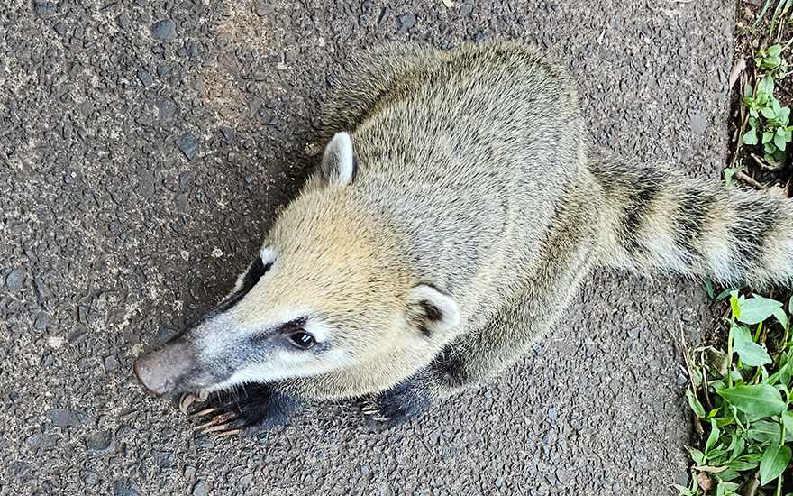 Südamerikanischer Nasenbär