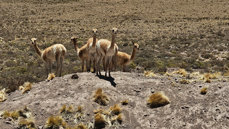 Vikunjas, Anden, Chile Vikunjas in der Andensteppe, Chile