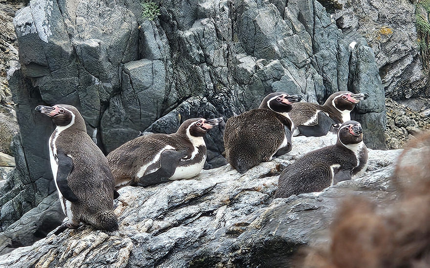 Humboldt-Pinguine
