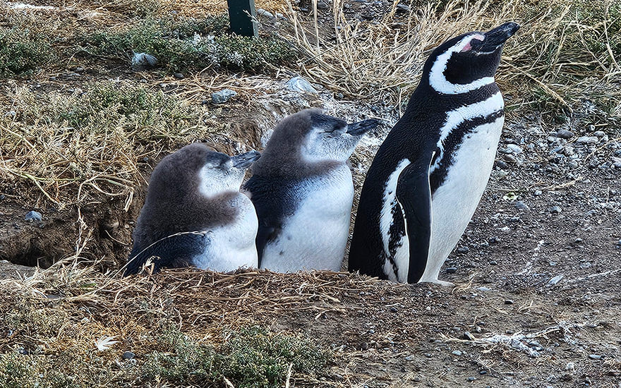 Magellan-Pinguine, Isla Magdalena, Chile