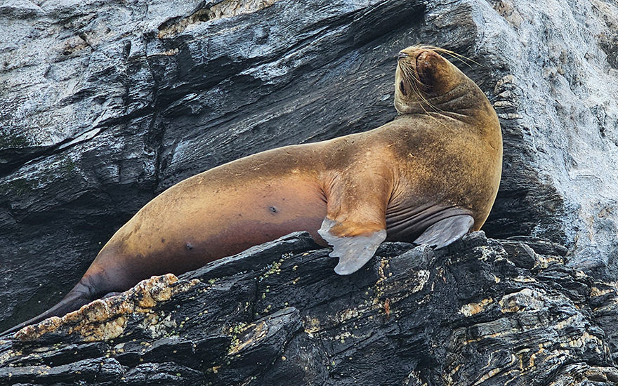 Seelöwe, Reserva Nacional Pingüino de Humboldt