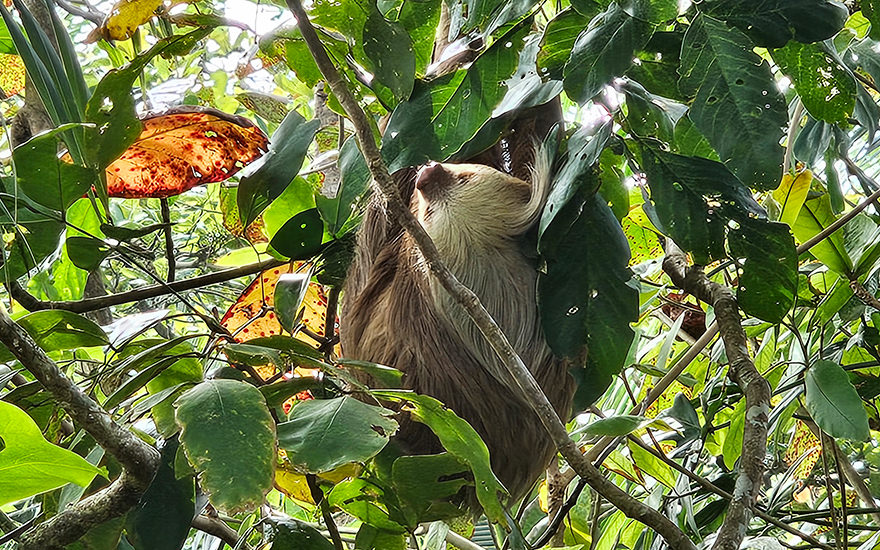 Faultier Cahuita Nationalpark