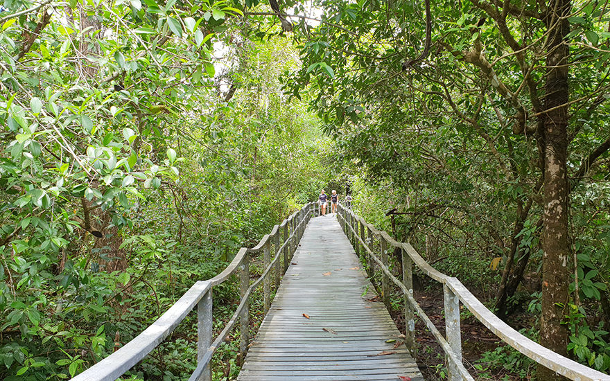 Pasarelas Mangrovenwald
