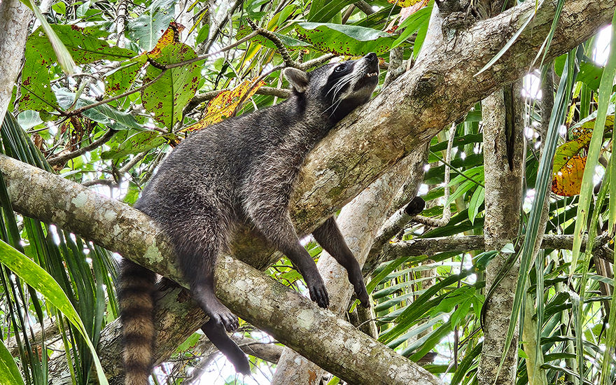 Waschbär