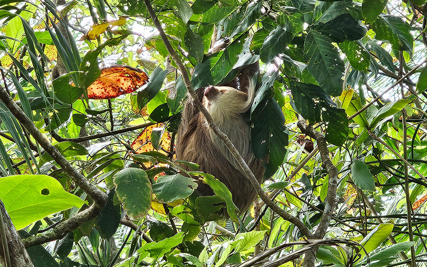 Faultier Cahuita-Nationalpark