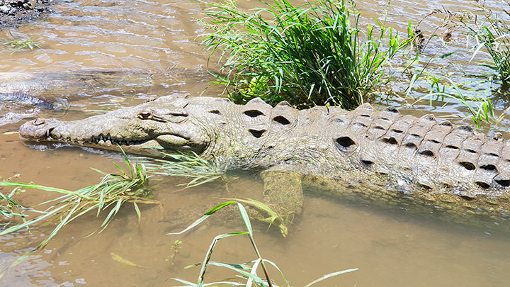 Krokodil Río Tárcoles
