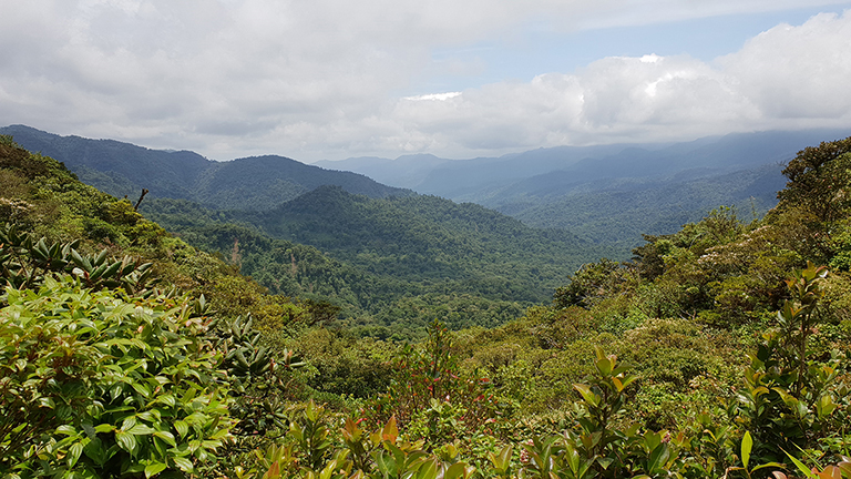 Nebelwald Monteverde, Costa Rica