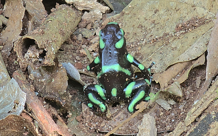 Pfeilgiftfrosch