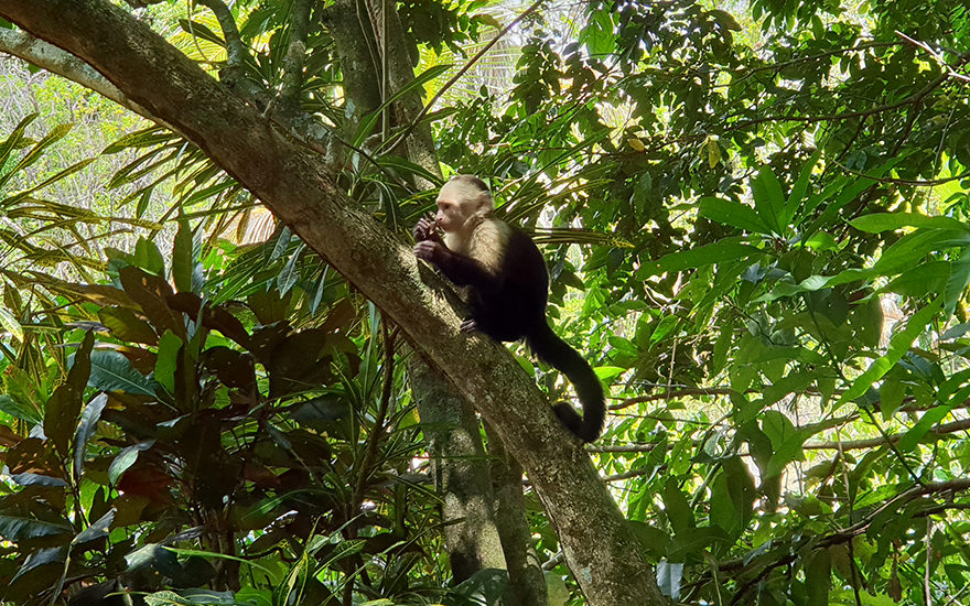 Kaupuzineraffe, Playa Matapalo, Costa Rica