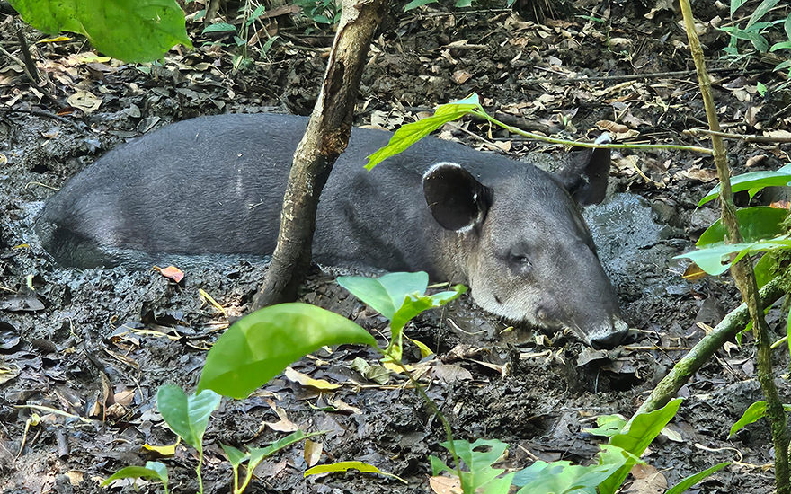 Tapir Corcovado-Nationalpark