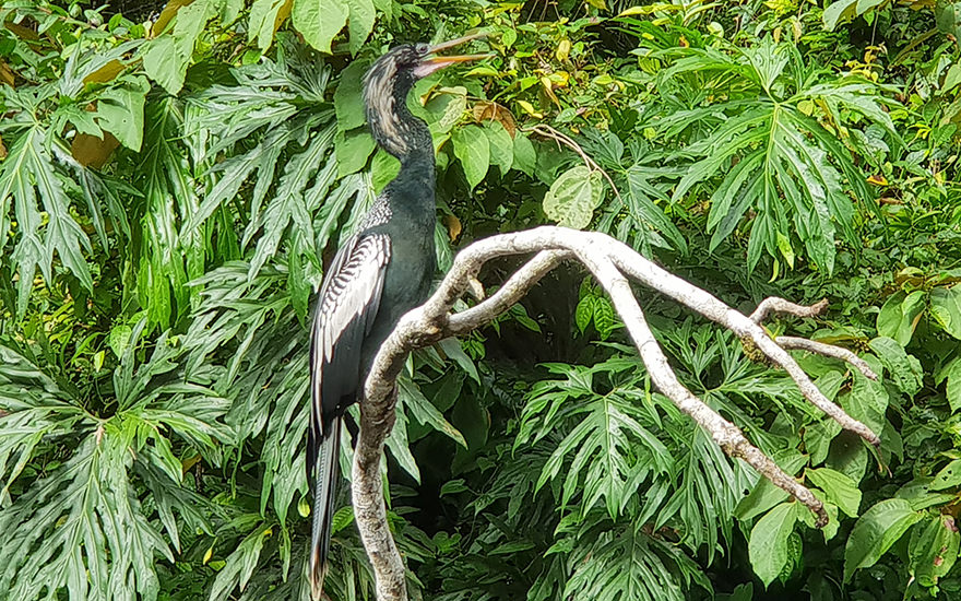 Anhinga
