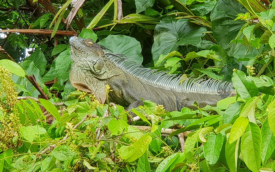 Grüner Leguan