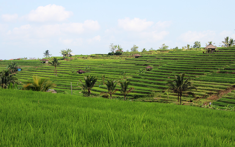 Jatiluwih Reisterrassen, Bali