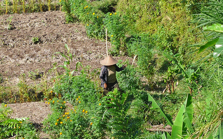 Sidemen Reisterrassen, Bali