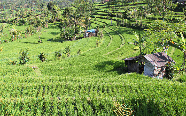 Sidemen Reisterrassen, Bali
