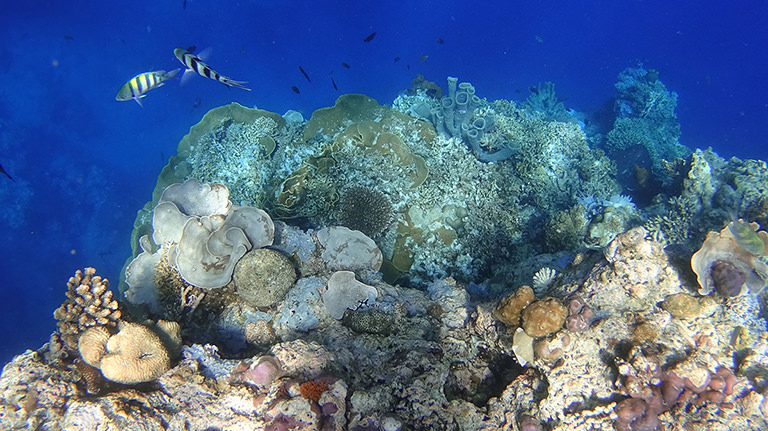 Riff Pulau Menjangan, Bali