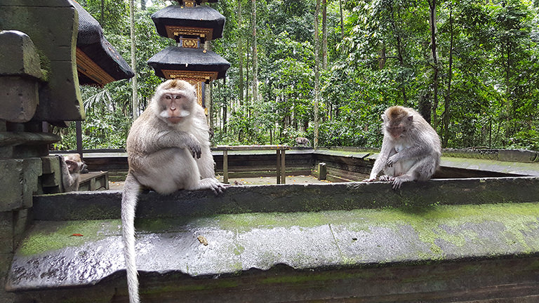 Affen Sangeh, Bali