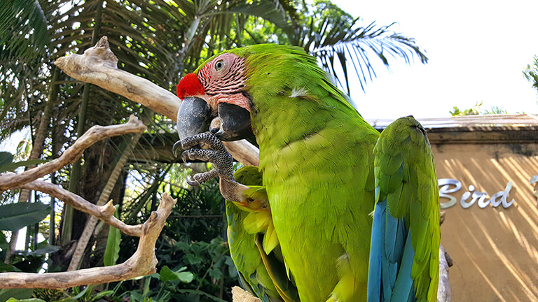 Ara Bali Bird Park