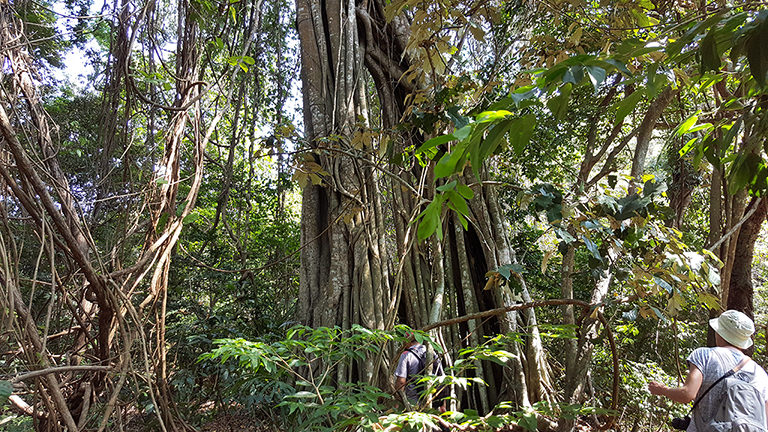 Bali-Barat-Nationalpark