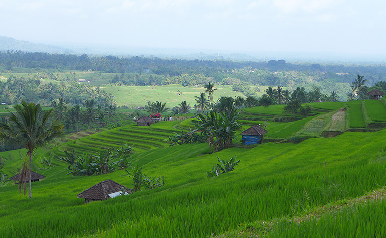 Reisfeld Jatiluwih, Bali