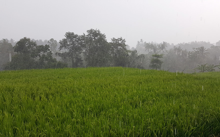Regen Reisfelder, Bali