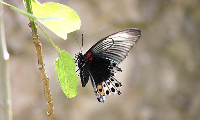 Schmetterling Butterfly Garden Taman Kupu Kupu, Bali