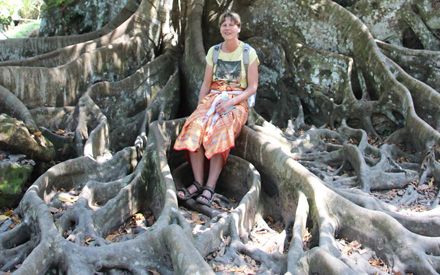Wurzel heiliger Baum