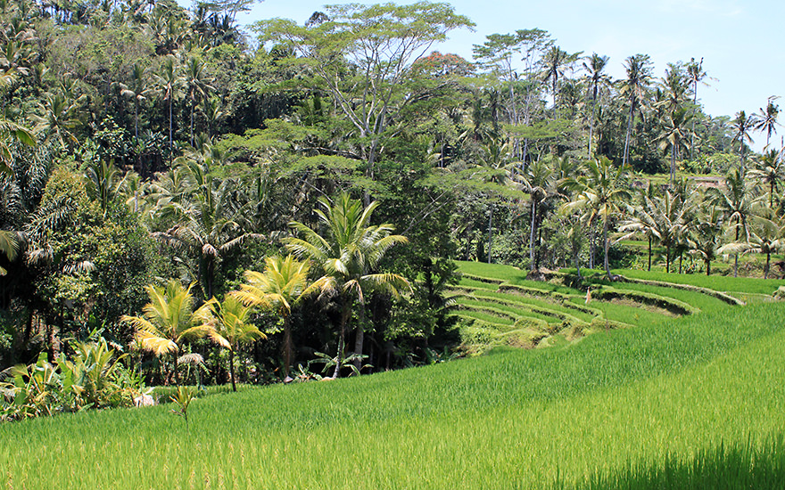 Reiseterrassen Gunung Kawi