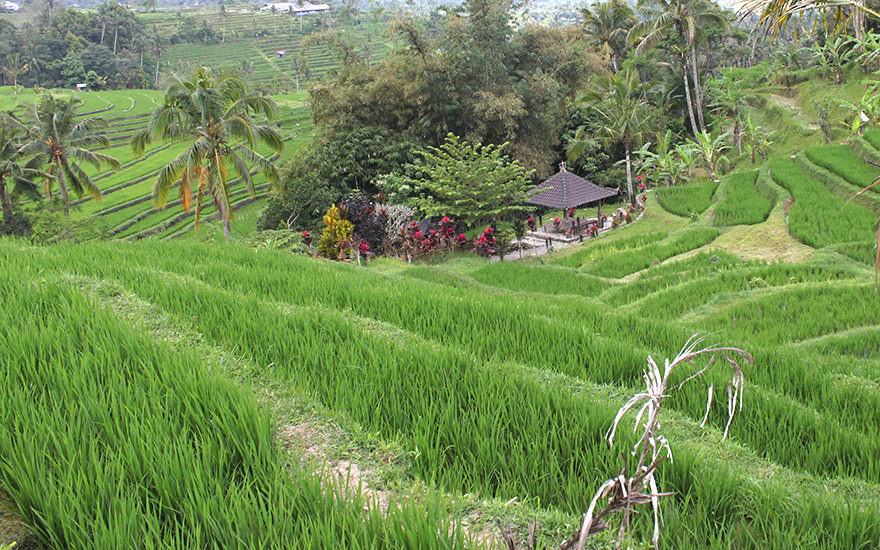 'Tourist Walk' Jatiluwih Reisterrassen