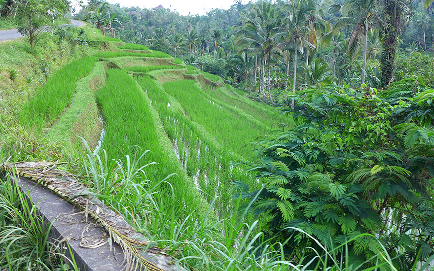 Reisterrassen Jatiluwih Bali