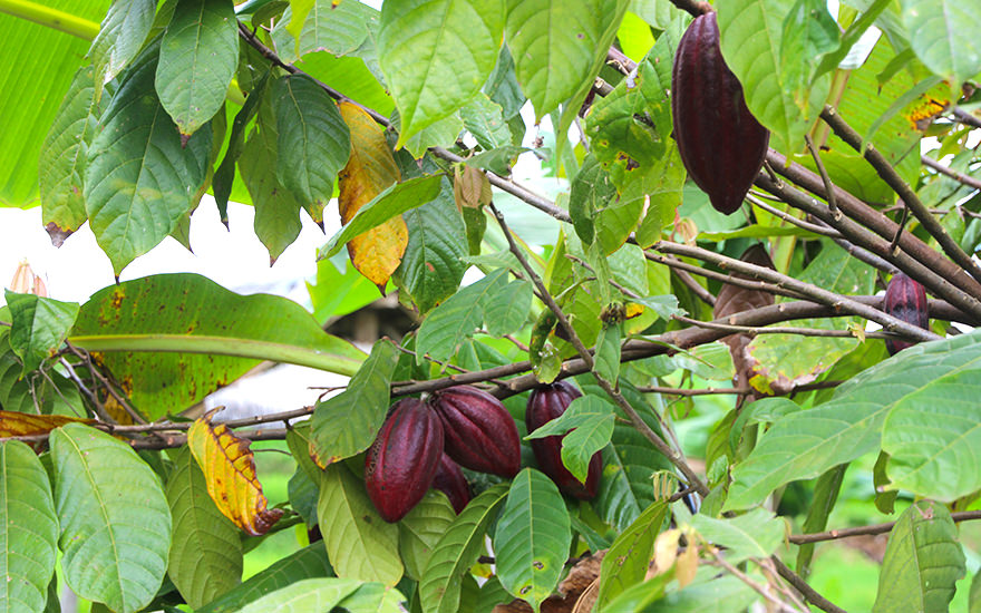 Kakaobohnen