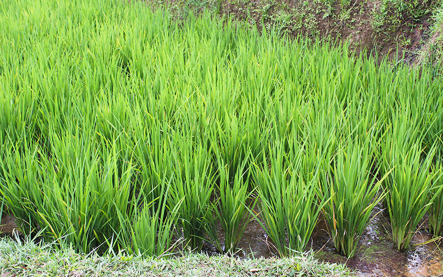 Reispflanzen Jatiluwih