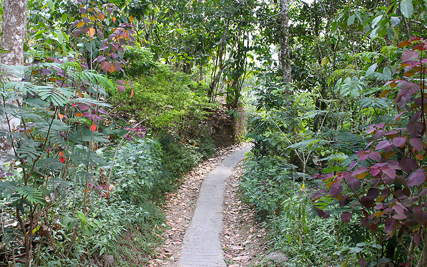 Dschungelpfad Munduk-Wasserfall