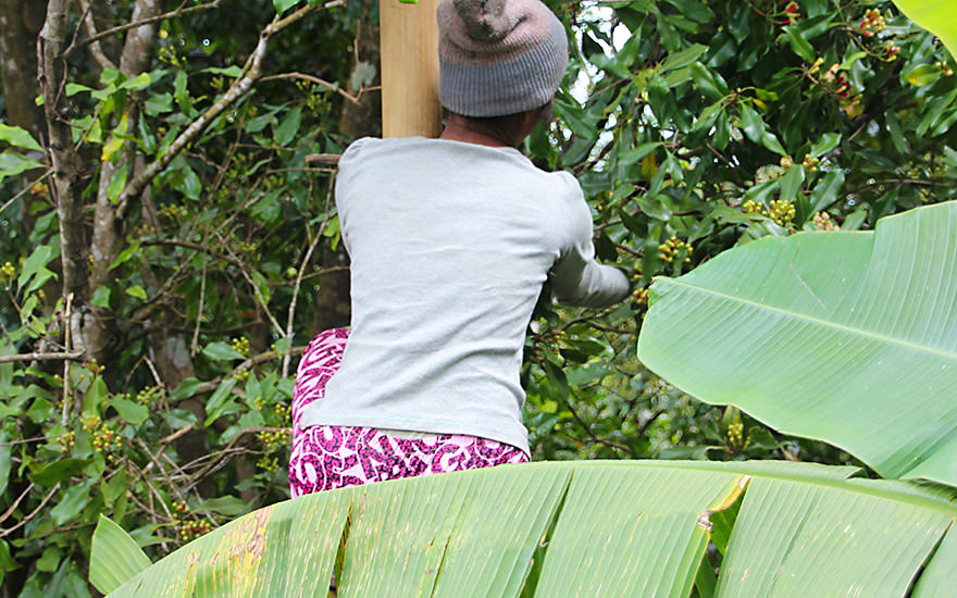 Gewürznelken-Ernte Munduk