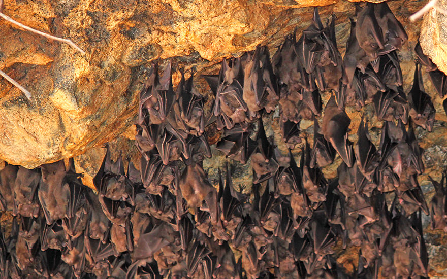 Fledermäuse Pura Goa Lawah