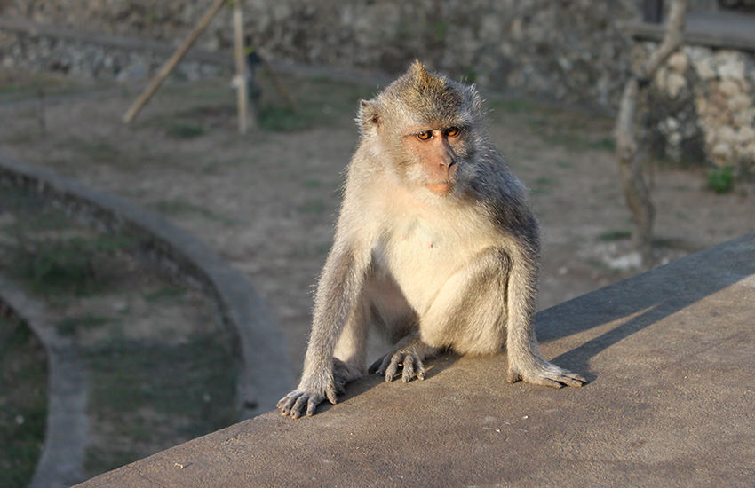 Affe Pura Luhur Uluwatu