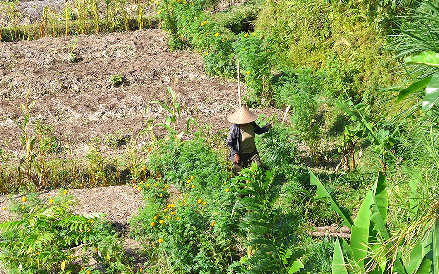 Sidemen Reisterrassen