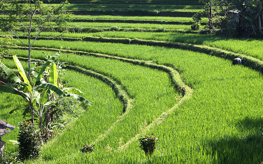 Reisterrassen Sidemen Bali