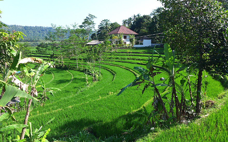 Reisterrassen Sidemen