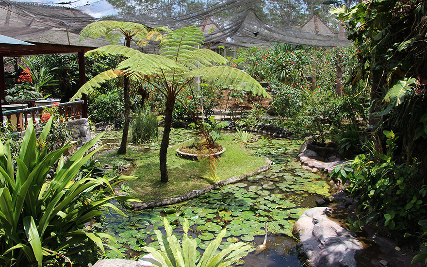 Bali Butterfly Pak Taman Kupu Kupu