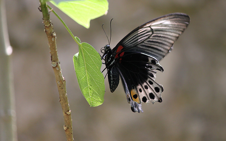 Schmetterling, Taman Kupu Kupu, Bali