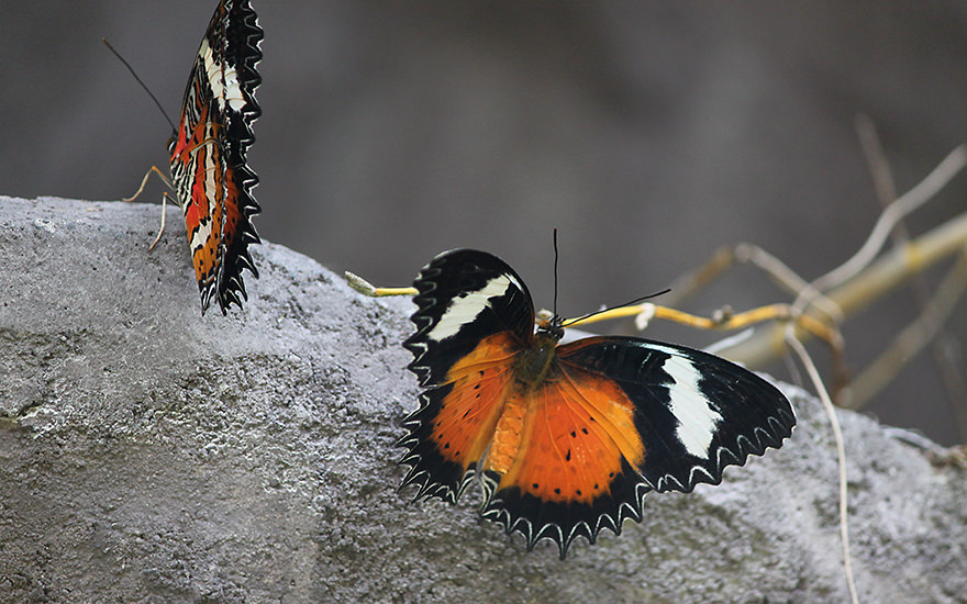 Schmetterlinge, Taman Kupu Kupu, Bali
