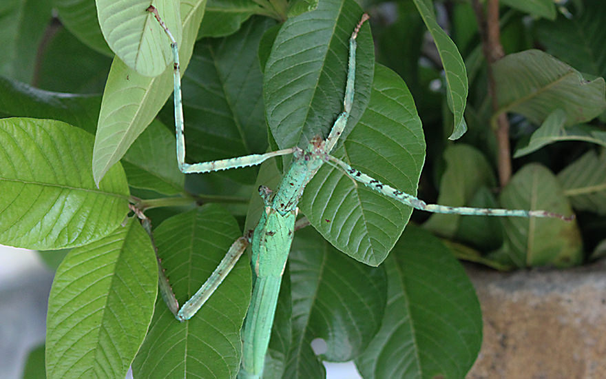 Stabschrecke, Taman Kupu Kupu, Bali