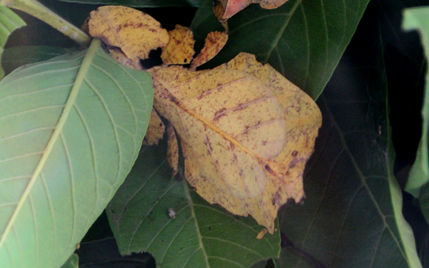 Wandelndes Blatt, Taman Kupu Kupu, Bali