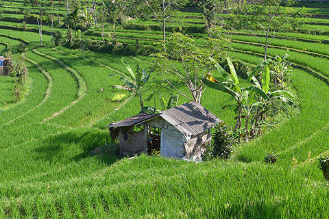 Reisterrassen Bali