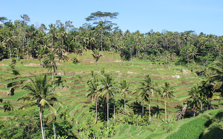 Reisterrassen Tegalalang