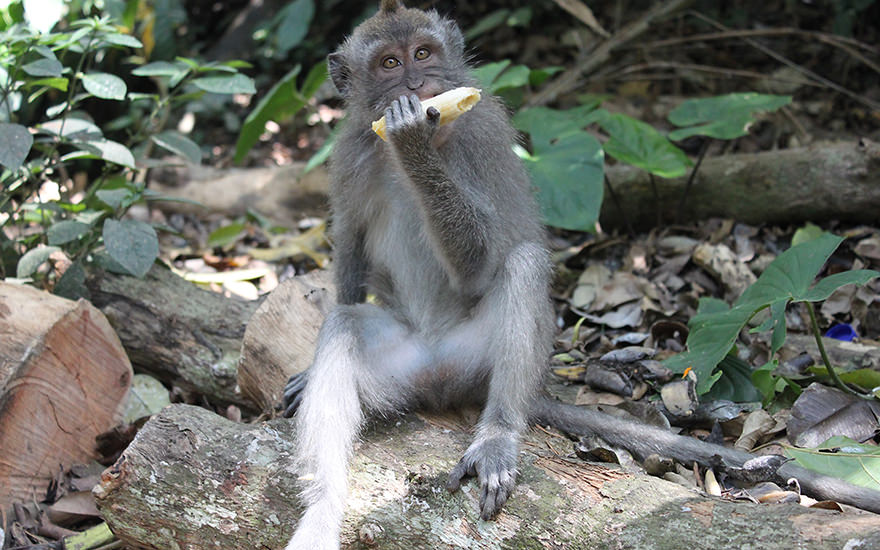 Affe Monkey Forest Ubud