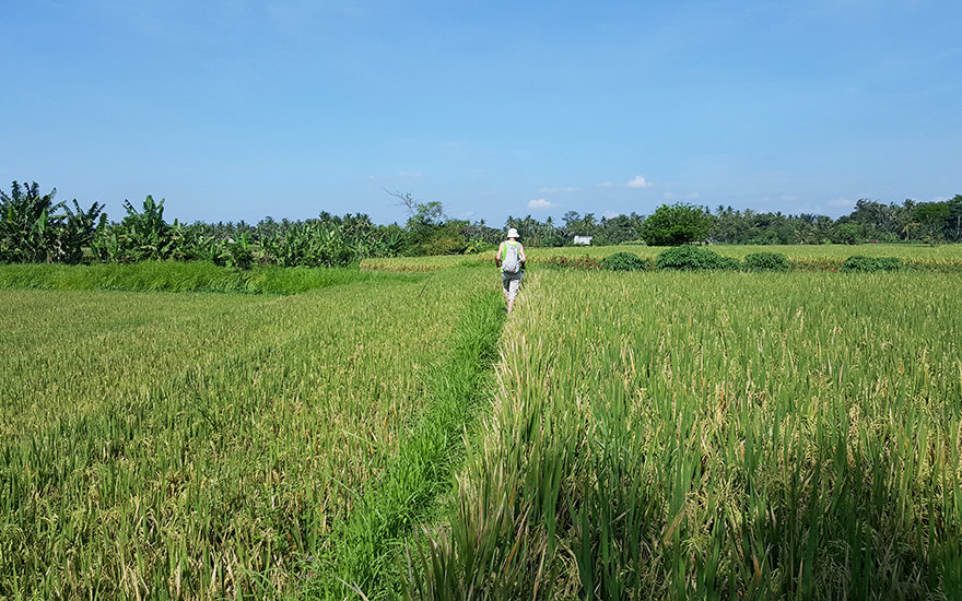 Reisfelder Ubud
