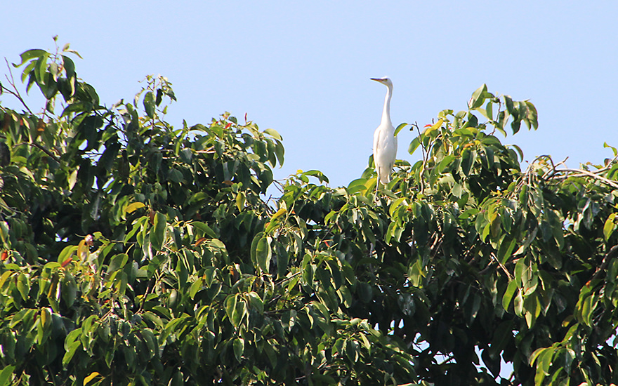 Weißer Reiher Petulu