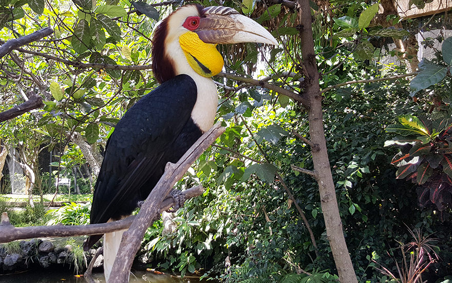 Bali Bird Park